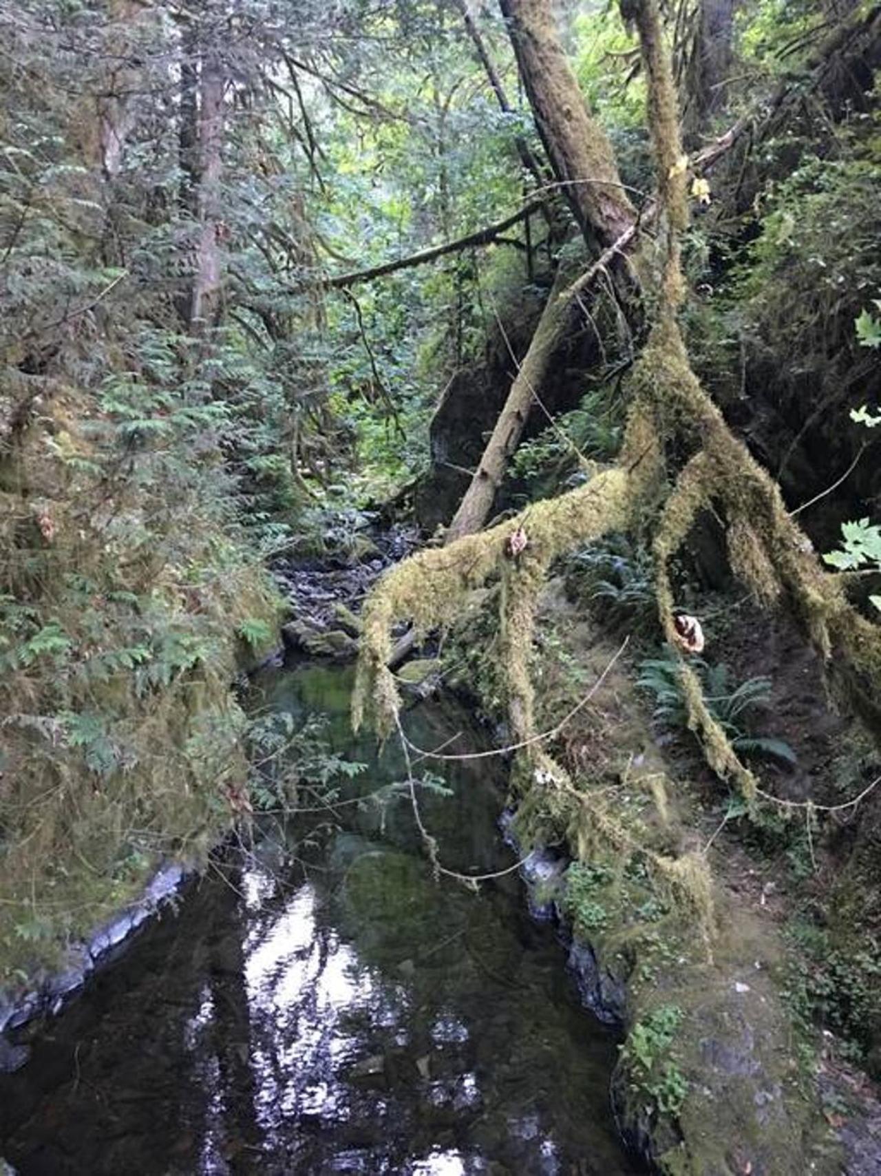 Villa The Great Escape - Port Renfrew Esterno foto