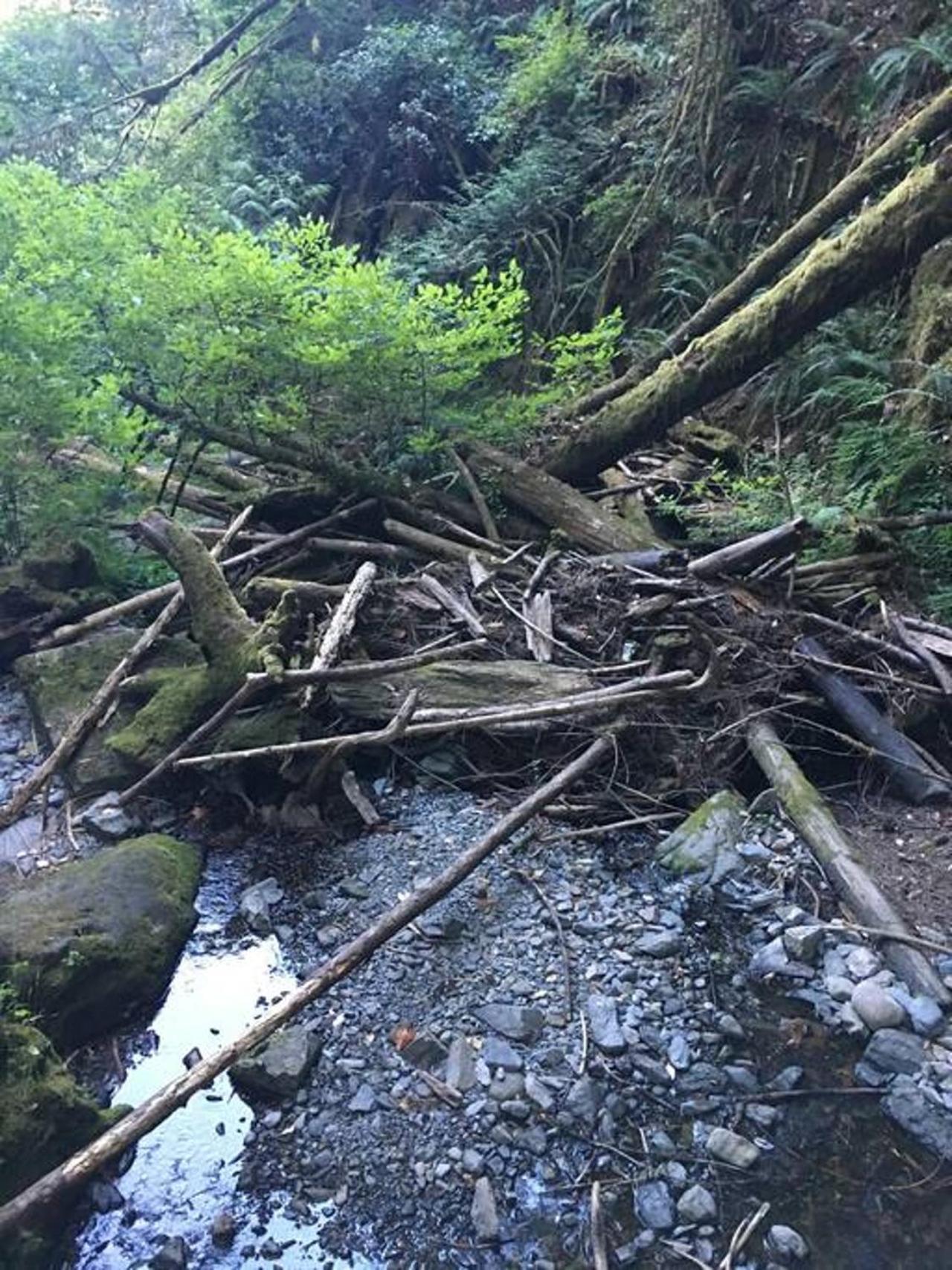 Villa The Great Escape - Port Renfrew Esterno foto